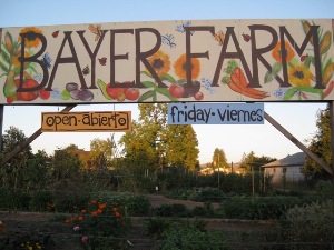 Bayer Farm