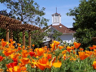 flowers at LBHG