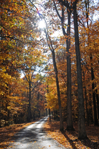 trees