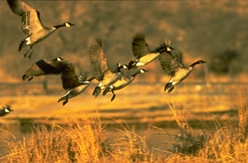 Waterfowl
