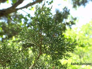 Ashe juniper