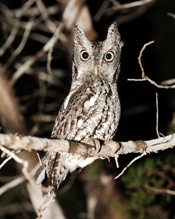Screech owl