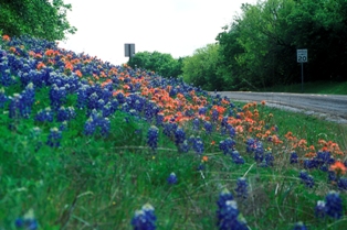 Roadside Wildflowers