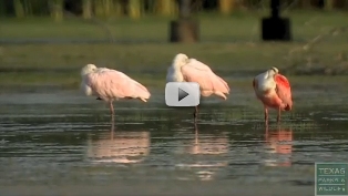 Estero Llano Grande State Park video