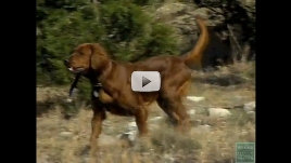 Hunting Dogs 101 Screen Shot