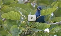 Resaca De La Palma Video