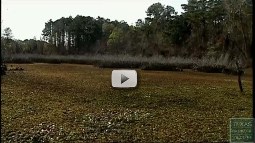 Invasives Video Screen Shot