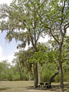 Picnic at Palmetto State Park