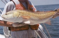 Red Drum