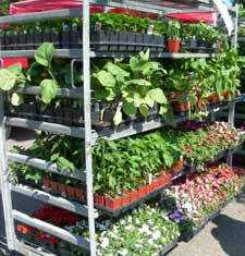 bedding plants