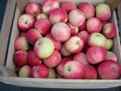 apples