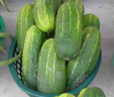 cucumbers