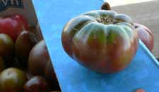 heirloom tomatoe