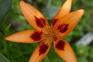 lily_closeup