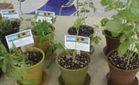 potted_herbs