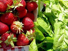 strawberries crop tight