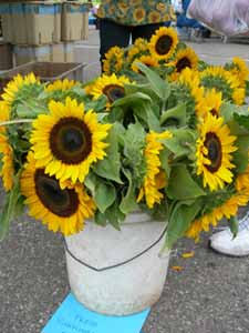 sunflower_bucket