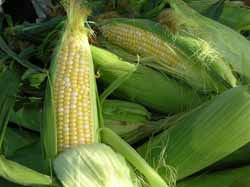 sweet_corn