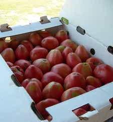 tomatoes